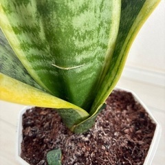 サンスベリア　観葉植物の画像