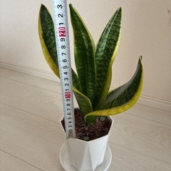 サンスベリア　観葉植物の画像