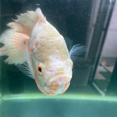 水槽120センチとアルビノオスカーと台など一式の画像