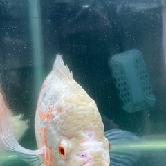 水槽120センチとアルビノオスカーと台など一式の画像