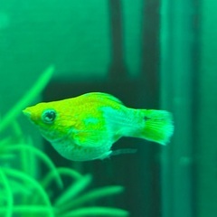 無料です‼️ バルーンモーリーの画像