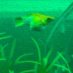 無料です‼️ バルーンモーリーの画像