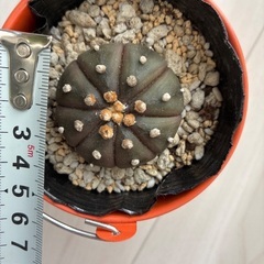 サボテン　アストロフィツムの画像