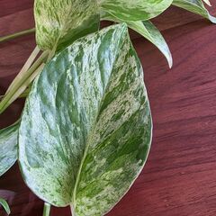 観葉植物2種　　長め水差しポトス　日曜日まで受け付けの画像