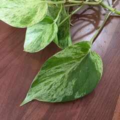 観葉植物2種　　長め水差しポトス　日曜日まで受け付けの画像