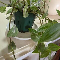 観葉植物2種　　長め水差しポトス　日曜日まで受け付けの画像