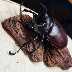 シャムゴホンヅノカブト WF1 幼虫3頭の画像