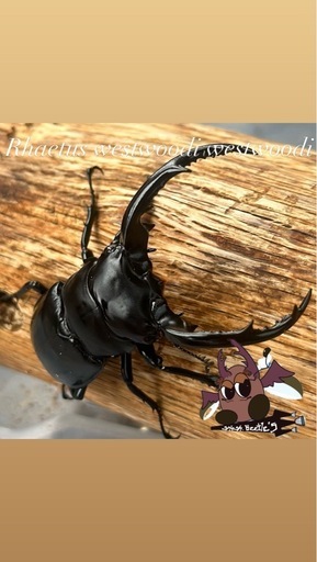 ウエストウッディオオシカクワガタ 幼虫ペア