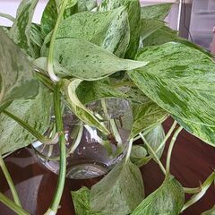 観葉植物2種　　長め水差しポトス　日曜日まで受け付けの画像