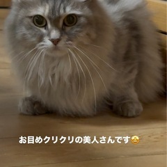 少しビビリなサイベリアンのサファイアちゃん★