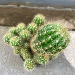 サボテン　金盛丸　の画像