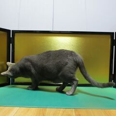 金屏風風 三曲衝立 金と黒 和風背景ボード 撮影・人形飾り・インテリアにの画像