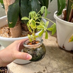 観葉植物の画像