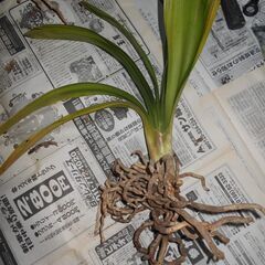 君子蘭④の画像