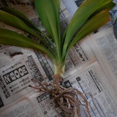 君子蘭④の画像