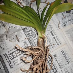 君子蘭④の画像