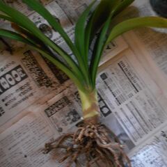 君子蘭④の画像