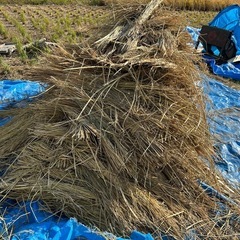 自然栽培のワラ