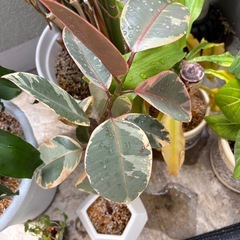 観葉植物（鉢付き）の画像