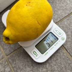 かりん  20個の画像