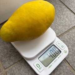 かりん  20個の画像