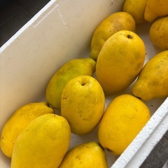 かりん  20個の画像