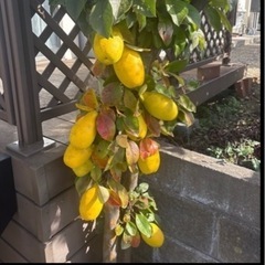 かりん  20個の画像