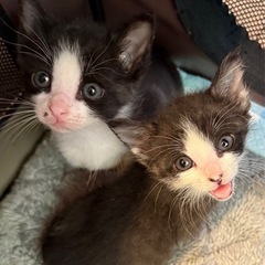 可愛いハチワレ姉妹