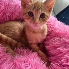 受付終了🙏　茶トラ　2か月　女の子