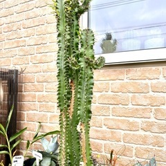 大きい多肉植物の画像