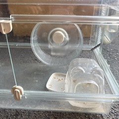 ハムスターゲージ‼️急ぎで引き取り願います🐹の画像