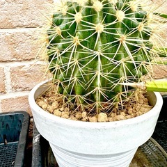 金鯱　サボテンの画像