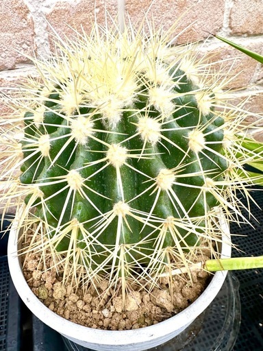 金鯱　サボテン