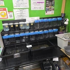 めだか販売　柏崎めだか無人販売所