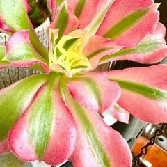 多肉植物リバーストーンの画像