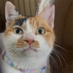 ママちゃん🐈避妊手術、ウィルス検査、ワクチン接種済み