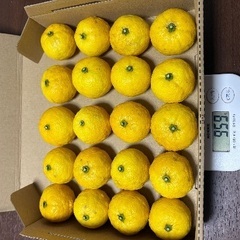 徳島県産　無農薬　花柚子　約1キロ　②の画像