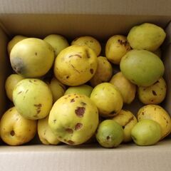 カリン　花梨　果実23個　2kg程度の画像