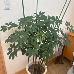 シェフレラの画像