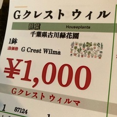 1127ゴールドクレスト特価！！の画像