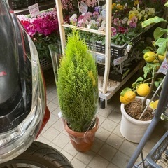 1127ゴールドクレスト特価！！の画像