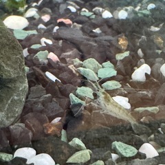 ミナミヌマエビ約20匹　水槽ごとの画像