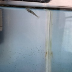 ミナミヌマエビ約20匹　水槽ごとの画像