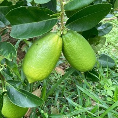 マイヤーレモン、長レモン、シークヮーサーの画像