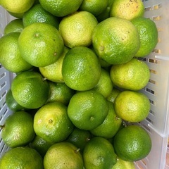 マイヤーレモン、長レモン、シークヮーサーの画像