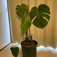 観葉植物（取引中です）の画像