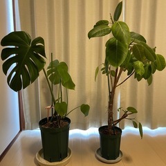 観葉植物（取引中です）の画像