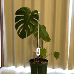 観葉植物（取引中です）の画像