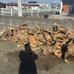 伐採木、差し上げます☆無料の画像