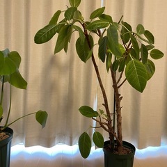 観葉植物（取引中です）の画像